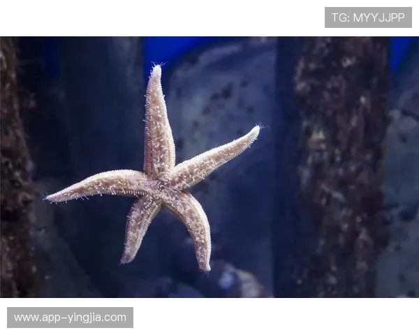 海星官方客户端下载安装详解,带你一步步完成整个流程 海星官方客户端下载安装详解,带你一步步完成整个流程